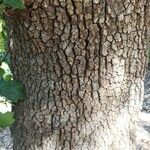 Quercus pubescens ᱪᱷᱟᱹᱞᱤ