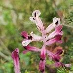 Fumaria agraria Flower