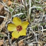 Linum puberulum Hábitos