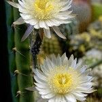 Peniocereus striatus Flower