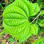 Dioscorea sansibarensis List