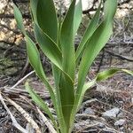 Yucca rupicola Лист