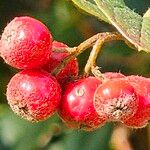 Cotoneaster dielsianus ഫലം