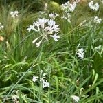 Tulbaghia violacea Habitatea