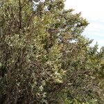 Ozoroa paniculosa Habitus