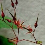 Geranium purpureum अन्य