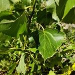 Populus x canadensis Leaf