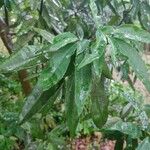 Quercus myrsinifolia Blatt