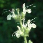 Salvia austriaca Цвят