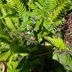 Veronica americana പുഷ്പം