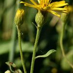 Heterotheca villosa Floare