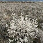 Echium italicum Lorea