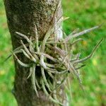 Tillandsia recurvata Habitus