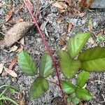 Rubus trivialis Leaf