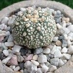 Astrophytum asteriasLehti