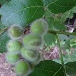 Rhus aromatica Fruit