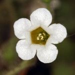 Phacelia perityloides Flower