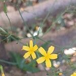 Lactuca muralis Flower