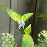 Commelina communisFiore