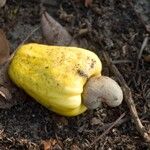 Anacardium occidentale फल