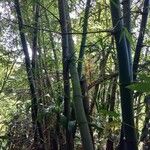 Bambusa vulgaris Liść