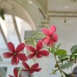Combretum indicum Flor