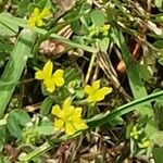 Trifolium micranthum 花