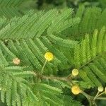 Vachellia macracantha Flower