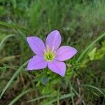 Sabatia campestris Flower