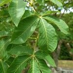 Aesculus × mutabilis Hoja