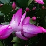 Schlumbergera truncata फूल