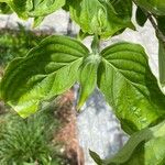 Cornus florida Hoja