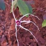 Strophanthus sarmentosus Flower