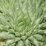 Haworthia herbaceaLeaf