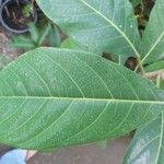 Ficus callosa Leht