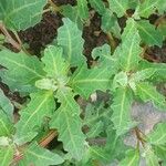 Oxybasis glauca পাতা