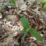 Uvularia sessilifolia Blatt