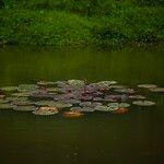 Nymphaea rubra Habit