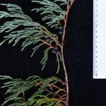 Juniperus recurva Altro