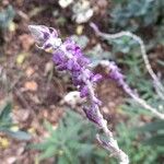 Salvia leucantha 花