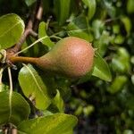Pyrus communis Frukto