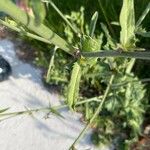 Stephanomeria diegensis Leaf