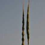 Aegilops ventricosa Fruit