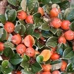 Cotoneaster horizontalis Blad