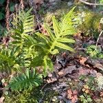 Polypodium cambricum Лист