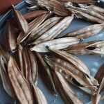 Agapanthus praecox Fruit