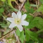 Anemonoides nemorosa Flower