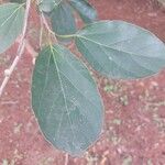 Cordia dichotoma Leaf