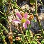 Gypsophila muralis Flower