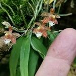 Grosourdya appendiculata Λουλούδι